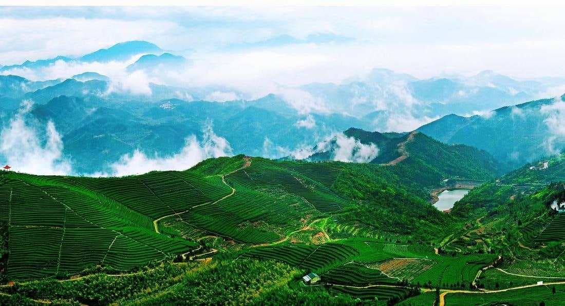 The Lingering Charm of Yangyan Gouqing Tea, a Century-Old Legacy of Fragrance