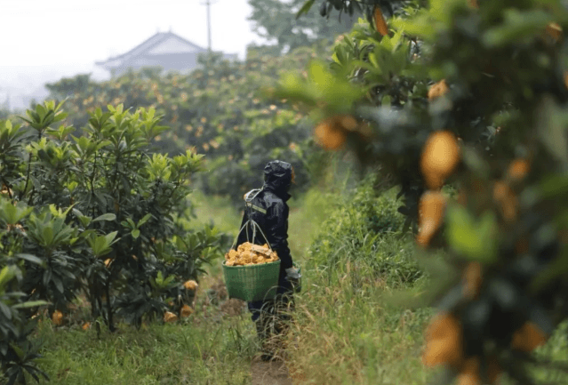 From "One-Month Freshness" to "Year-Round Sweetness": The Path to Shared Prosperity Through Xiaochou Loquats