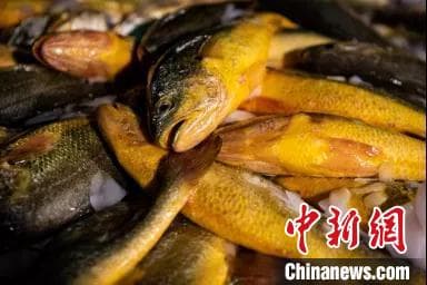 A Single Yellow Croaker Enriches an Entire Island