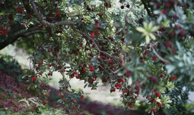 Taizhou: A Harmonious Blend of Natural Beauty and Economic Vitality